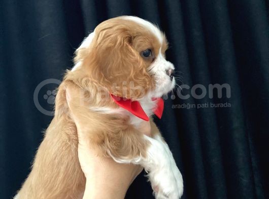 Cavalier King Charles görsel