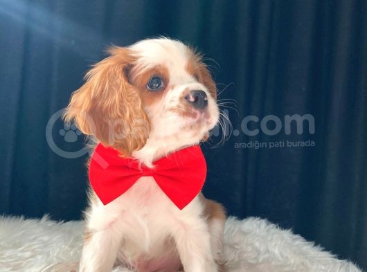 Cavalier King Charles görsel