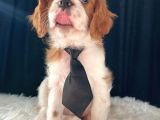 Cavalier King Charles