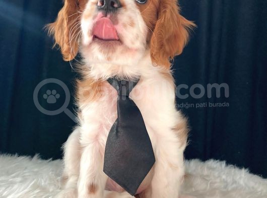 Cavalier King Charles görsel