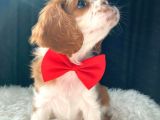 Cavalier King Charles