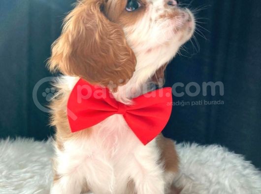 Cavalier King Charles görsel
