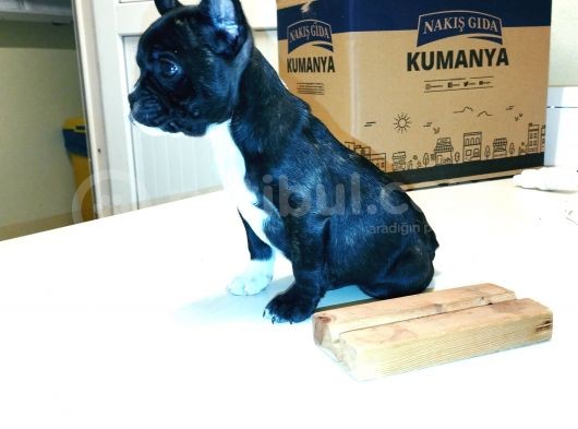 2 Aylık Erkek French Bulldog (Fransız Bulldog) Yavrumuz görsel