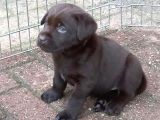 Çi̇ftli̇ği̇mi̇zden Bebek Surat Labrador Yavrular