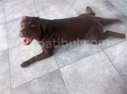 Çi̇ftli̇ği̇mi̇zden Bebek Surat Labrador Yavrular görsel