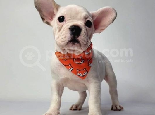 A Kali̇te Fransiz Bulldog Yavrulari