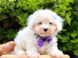 Sevimli Maltese Terrier