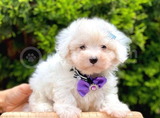 Sevimli Maltese Terrier görsel