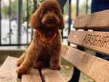 Toypoodle Redbrown Erkek Köpeğimiz