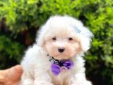Sevimli Maltese Terrier