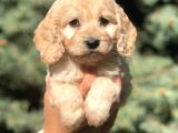 Otjinal Maltıpoo
