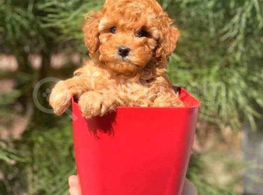 Di̇şi̇ Erkek Tüm Renklerde Toy Poodle Bebekleri̇mi̇z