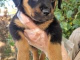 Yavru Rottweiler Show Kalite