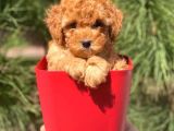 Di̇şi̇ Erkek Tüm Renklerde Toy Poodle Bebekleri̇mi̇z