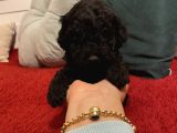 Siyah Toypoodle Bebeklerimiz 