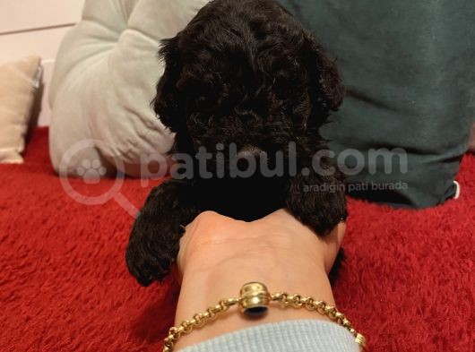 Siyah Toypoodle Bebeklerimiz  görsel