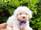 Sevimli Maltese Terrier