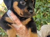 Yavru Rottweiler Show Kalite