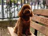 Toypoodle Redbrown Erkek Köpeğimiz