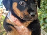 Yavru Rottweiler Show Kalite