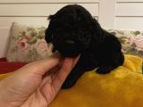 Siyah ToyPoodle Bebeklerimiz 