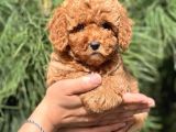 Di̇şi̇ Erkek Tüm Renklerde Toy Poodle Bebekleri̇mi̇z