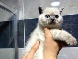 Deniz Gözlü British Shorthair Lynx Point Kızım