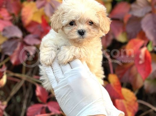 Show Kalite Maltipoo Bebekler 