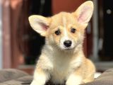 Turkiyede Tek Welsh Corgi Yavrular 