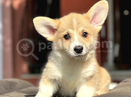Turkiyede Tek Welsh Corgi Yavrular  görsel