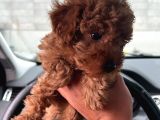 2 Aylik Ti̇ny Zero Toy Poodle Büyümeyen