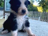 Ruhsatlı Köpek Çiftliğinden Border Collie Yavrular