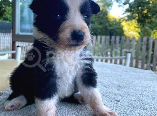 Ruhsatlı Köpek Çiftliğinden Border Collie Yavrular görsel