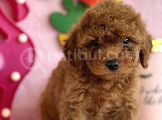 Safkan Toy Poodle Bebekler görsel