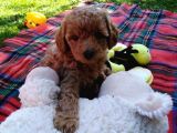 SAĞLIK VE IRK GARANTİLİ RED BROWN TOY POODLE YAVRULARIMIZ