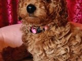SAĞLIK VE IRK GARANTİLİ RED BROWN TOY POODLE YAVRULARIMIZ