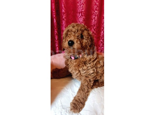 Sağlik Ve Irk Garanti̇li̇ Red Brown Toy Poodle Yavrularimiz