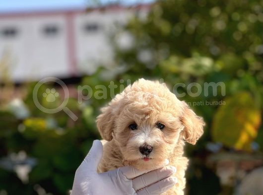 Sevi̇mli̇ Malti̇poo Bebekler