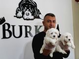 Ruhsatlı Köpek Çiftliğinden Maltes Terrier Yavrular