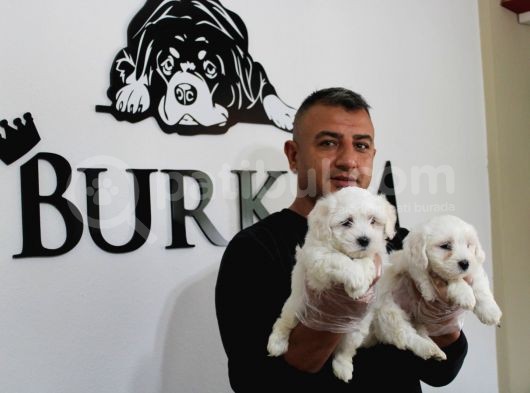 Ruhsatlı Köpek Çiftliğinden Maltes Terrier Yavrular görsel