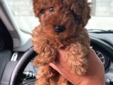 2 Aylik Ti̇ny Zero Toy Poodle Büyümeyen