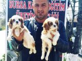 Ruhsatlı Köpek Çiftliğinden Cavalier Yavrular