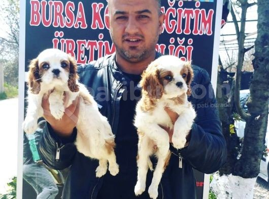 Ruhsatlı Köpek Çiftliğinden Cavalier Yavrular görsel