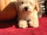0 numara Maltipoo multigen tüy dökmeyen yavrular 