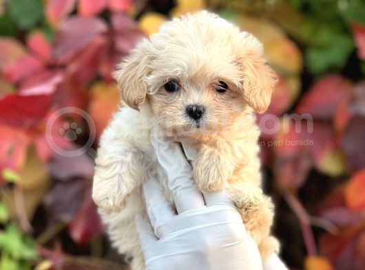 Show Kalite Maltipoo Bebekler  görsel