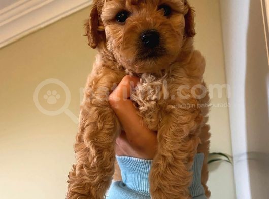 Pasaportlu Kimlikli Toy Poodle Yavrumuz görsel