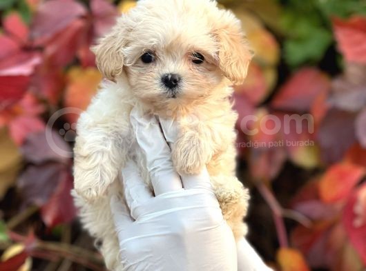 Show Kalite Maltipoo Bebekler  görsel