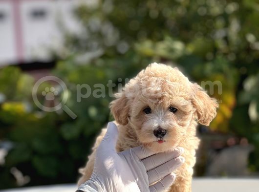 Sevi̇mli̇ Malti̇poo Bebekler görsel