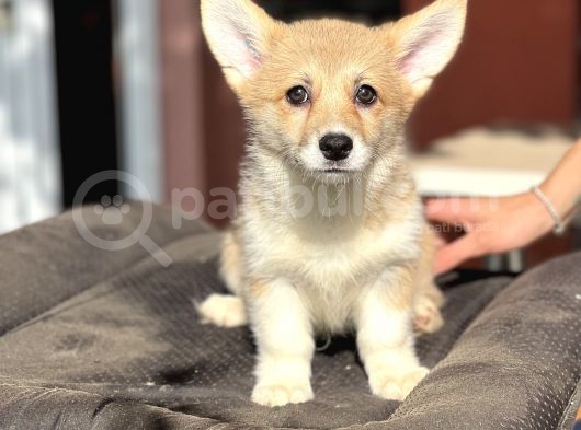Turkiyede Tek Welsh Corgi Yavrular  görsel