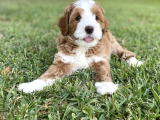 Labradoodle Hypoallerjenik Tüy Dökmeyen Irk 